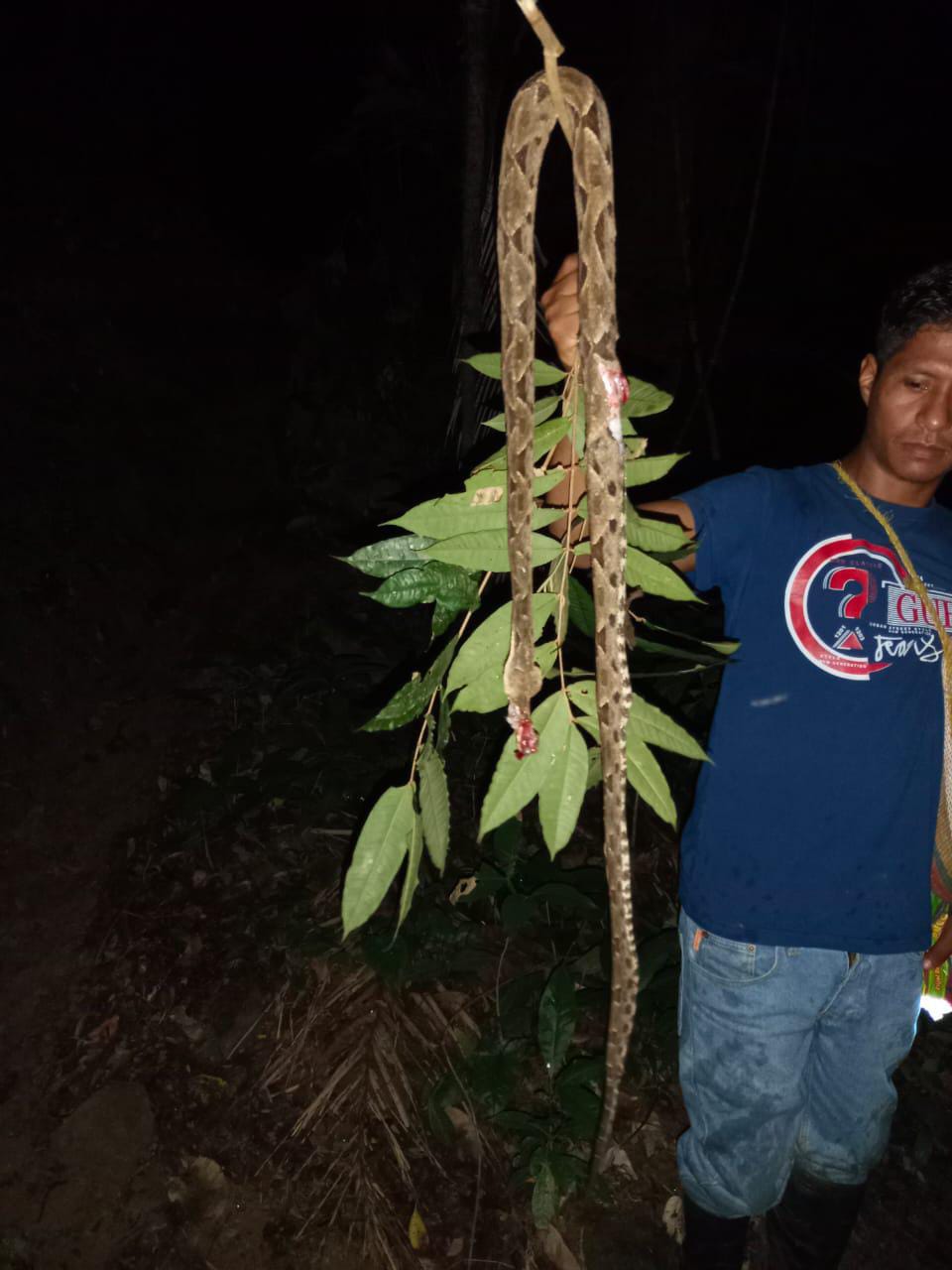 Nauyaca ataca y mata a un campesino de Las&nbsp;Choapas