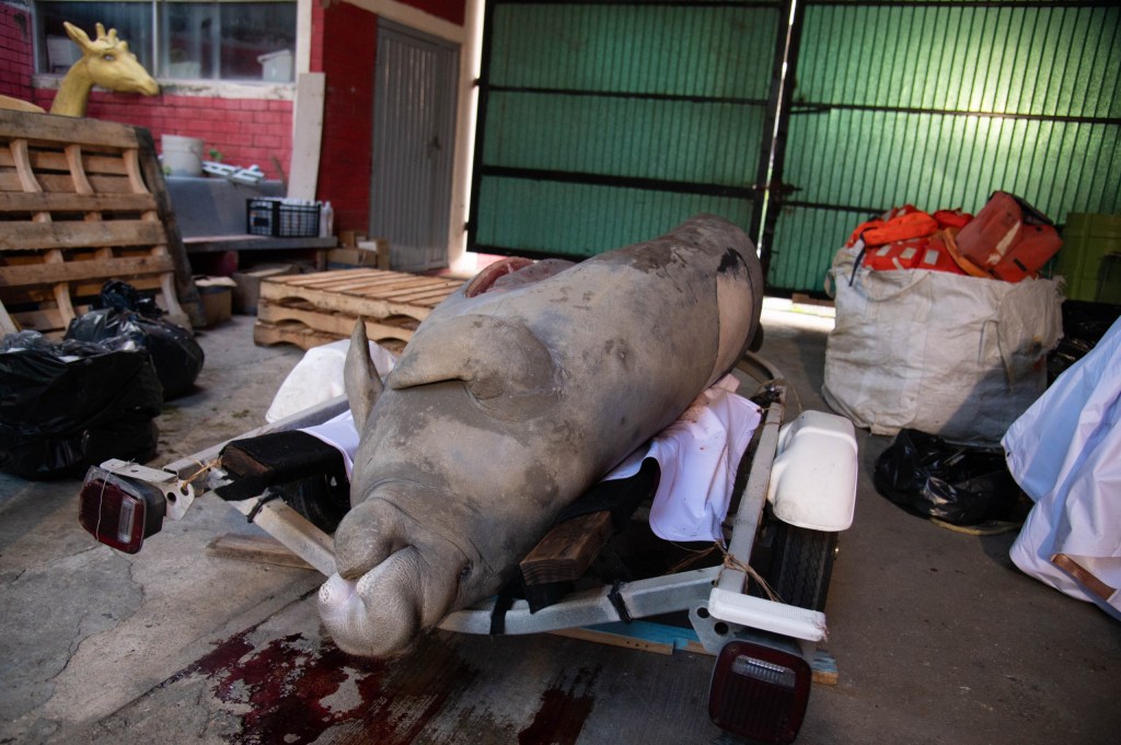 Confirma necrocirugía que manatí falleció por golpe de embarcación en&nbsp;Coatzacoalcos