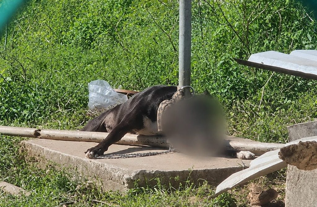 Un paso adelante para el bienestar y la protección animal en Coatzacoalcos: Pedro Miguel Rosaldo
